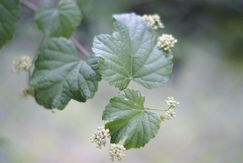 spring - spring garden