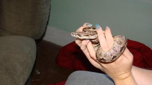 Snake - This is my red tailed boa. Its name is Monty. This is an old picture. He is now 5 feet long.