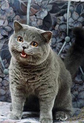 happy cat for future reference - this is the happy cat picture thing im talking bout