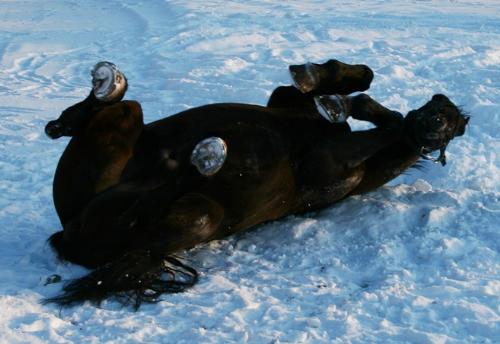 Oscar rolling around - My horse Oscar rolling around in the snow