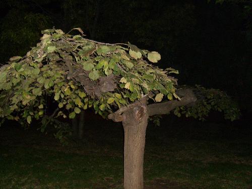Tree of live. - This is what i see when i think about tree of life