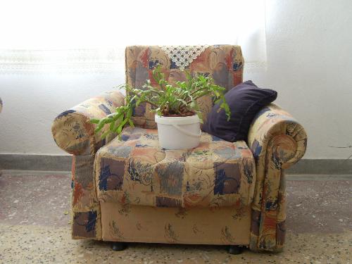 What do flowers on the chair? - answer please(look at picture)