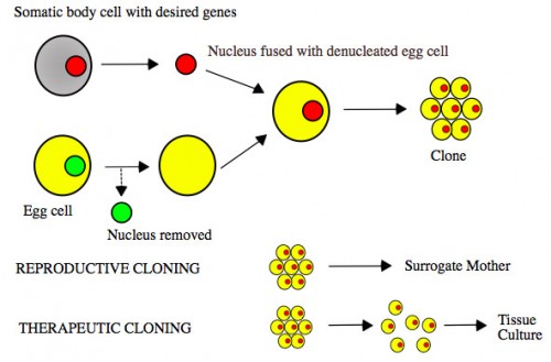 A brief introduction to cloning - The cloning of animals you're thinking about is normally a specific form of cloning called somatic cell nuclear transfer (SCNT). A somatic cell is any cell in the body except sperm cells or the egg cells. Each somatic cell has two sets of chromosomes.