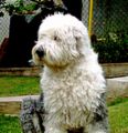 dog - Old English Sheepdog