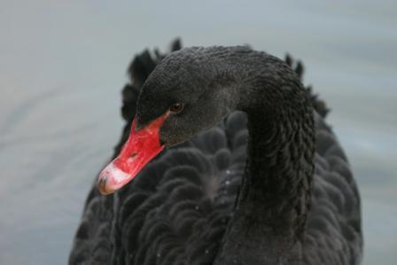 Black swan - Black swan from St James' Park in London