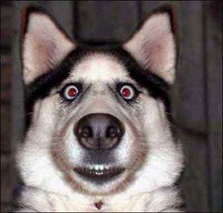 dog - stop staring at me!