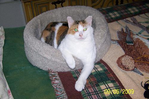 A nice bed!! - 'Balonie' in her favorite bed