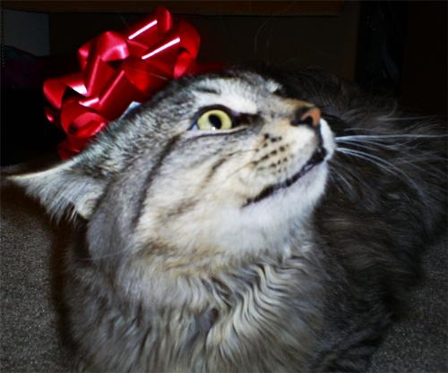 my cat, monster - This is my cat helping me wrap christmas presents. He's so silly. He hates sticky things, so I decided to stick a bow on his head.
