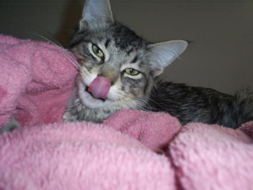 this is my cat tooo. - Here is my cat when I first got him licking his nose. He's the most adorable thing ever. I was surprised and happy when I caught this picture of him with his tongue on his nose.