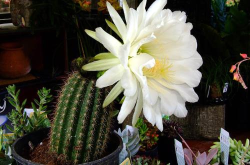 Cactus in bloom - An awesome sight !
