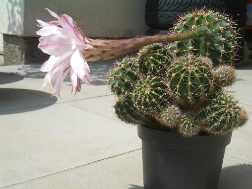Cactus - A variety of flowering cactus