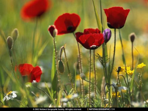 wild flowers - poppies growing wild in fields