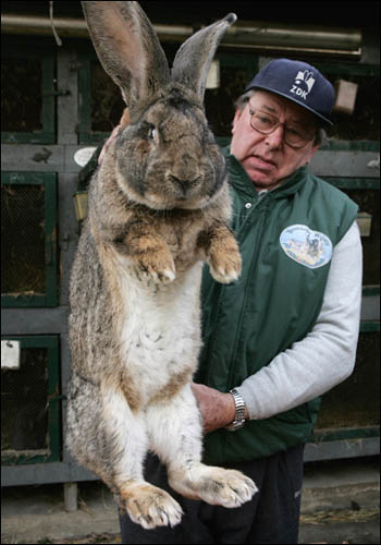 a huge rabbit - picture of a huge rabbit .. international comunity is wonder if is any connection between this one and a certain blue rabbit we all know ...
