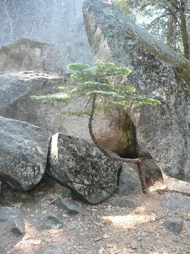 little bent tree - Taken in June, 2008, somewhere near Yosemite falls...