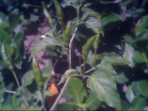 beloved chili - this one survived 3 big typhoons in the past 2 years.