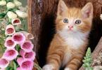 cute - there is the cute kitten at a hole.