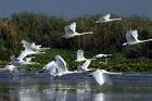 Danube Delta - The waters of the Danube, which flow into the Black Sea, form the largest and best preserved of Europe's deltas. The Danube delta hosts over 300 species of birds as well as 45 freshwater fish species in its numerous lakes and marshes.