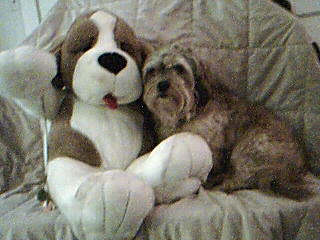 Pookey with my Stuffed dog... - This is my dog Pookey sitting there with my stuffed dog,I try to take good pics of him he is hard to take a pic of though...this is cute :)