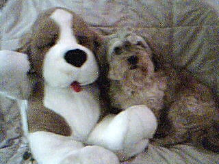My dog Pookey... - This is my dog Pookey with a teddy dog!