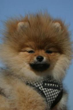 Pomeranian - The pomeranian of a friend of mine. He's called Oscar, and is very small and very fluffy.