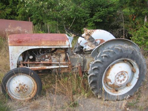 Tractor Driving Dog - Roxy driving tractor