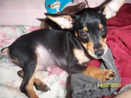 Phoenix - This is Phoenix, a mini pinscher puppy