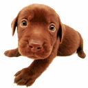 puppy! - i love puppies!!