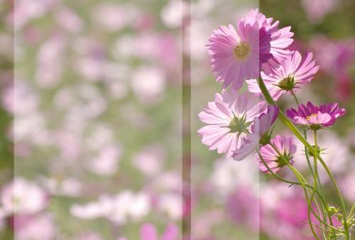 flower - pink flowers are great