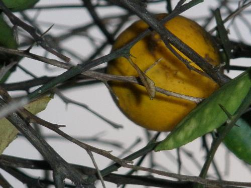 Orange - Hard to reach fruit.This is an orange that grows with a lime tree.