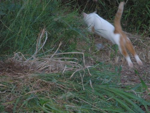 Prowl - Here is Steward on the prowl,see how he runs.
