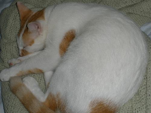 Steward in Bed - The cat that would not keep out of my bed.
