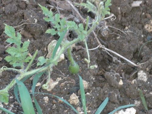 Young Melon - This my first attempt at growing Water melons.