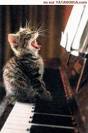 loud music - to much noise loud music - to much noise