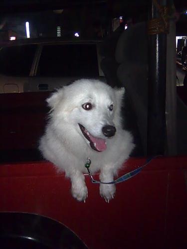 codie - codie, japanese spitz.