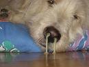 Runny nose :-) - Dog having a runny nose