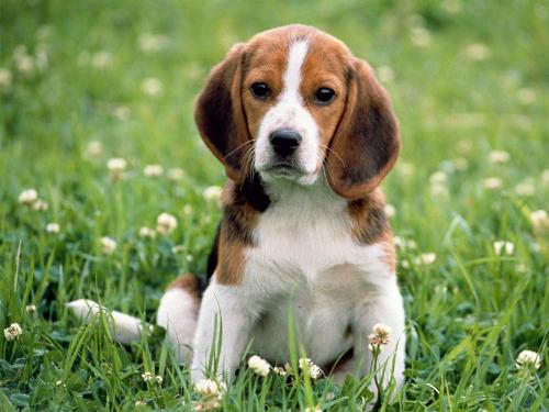 one sweet little dog puppy  - Look this so sweet and cool little dog