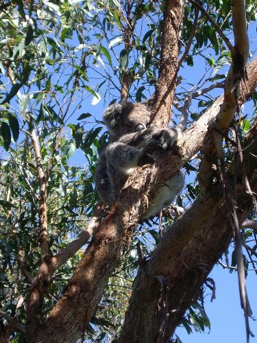 koala - koala - a close encounter