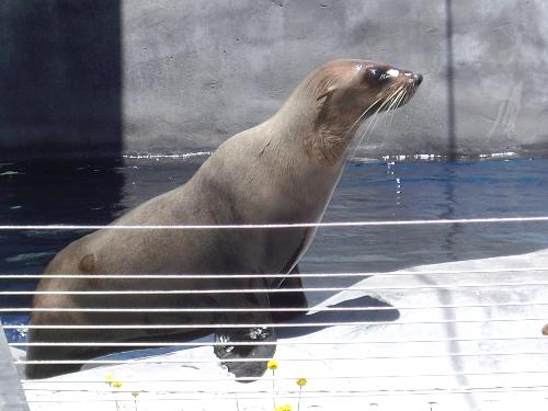 sea lion - sea lion at melbourne zoo