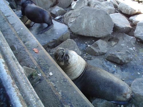 Picture of a sea lion - this is a picture taken from the coastal veranda. Then there are rocks and after that the ocean. The animals are free.