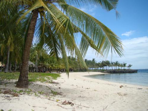 Coral Reef - one of the best place in mactan islands, cebu