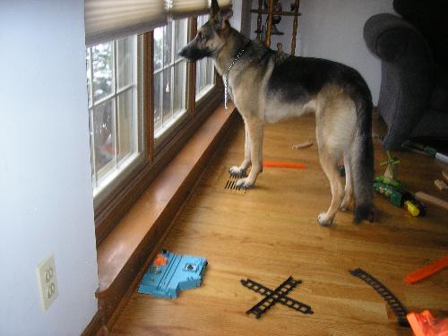 Our New German Shepherd Cora - This is a picture of our beautiful new german shepherd Cora, looking out the window of my son's play room.