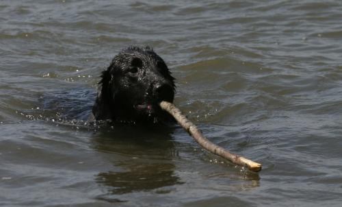 Dog swimming - Dog swimming to shore after it has picked up a stick thrown in the water