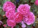 Rose flower - The image of Pink Rose flower