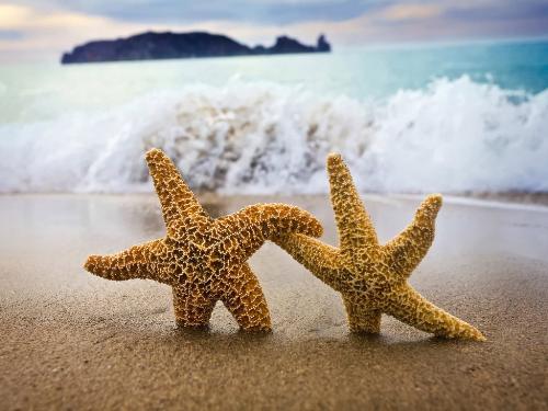 cute starfishes - 'change your mind'