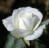 white rose - white rose image