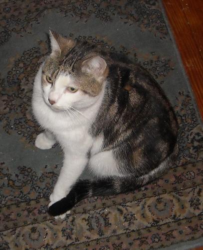 Peek-A-Boo - Meet Peek-a-Boo. For a couple months she was living in the crawlspace in the basement of the apartment house we live in. I got her out of there Sun 2/21/2010, and she's now in our apartment with our 5 other cats.