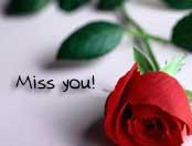 Rose  - Rose is very good flower in all flowers.