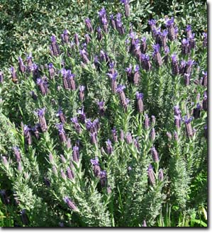 Lavender shrub in my garden - This is the largest lavender shrub I have in my front yard. It is French Lavender. Lavender shrub in my garden - This is the largest lavender shrub I have in my front yard. It is French Lavender.