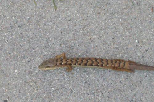 Lizard, Reptile - One afternoon, I was walking out the front door and was greeted by an unexpected visitor. It was a small lizard.