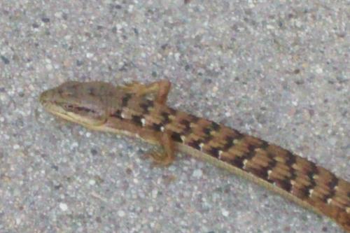 Lizard - It was so still that I decided to get a close up shot as well.